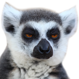 Crowdin profile picture for @Lemur